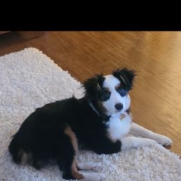 Miniature Australian Shepherd Puppies from CKO Country Road Aussies