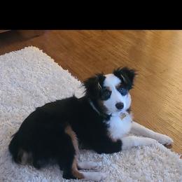 Miniature Australian Shepherd Puppies from CKO Country Road Aussies