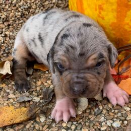 Girl 2 - Blue merle female Catahoula Leopard Dog puppy in Gadsden, Alabama from Rich Cat’s