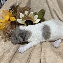 Lovey - Merle female Labradoodle puppy in Somerset, California from Annie’s Animals