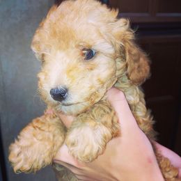 Cavapoo and Poodle Puppies from Happy Tails Poods and Doods