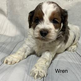 Wren - Blue roan and tan female Cockapoo puppy in Lebanon, Missouri from Cobbs Creek Canines