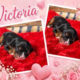 Victoria - Black and tan female Cavalier King Charles Spaniel puppy in Clinton, Oklahoma from Enchanted Spaniels