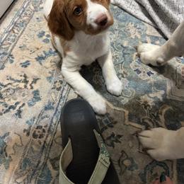 Brittany Puppies from Christmas Acres Brittanys