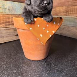 Bay - Black male Newfoundland puppy in Tully, New York from Bear Paw Newfoundlands