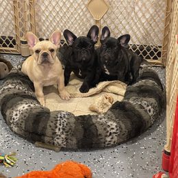 Bulldog and French Bulldog Puppies from Empire Bulldogs & French Bulldogs