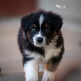 Monk - Black tri-color male Australian Shepherd puppy in Benton City, Washington from Eventide Australian Shepherds