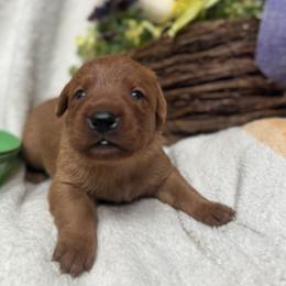 Female 4 - Yellow female Labrador Retriever puppy in Wardensville, West Virginia from Sager’s Labrador Puppies