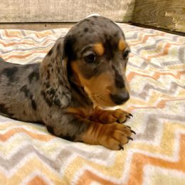 Girl 1 - Dapple Dachshund puppy in Silver Springs, Florida from DeMarsh's Dachshunds