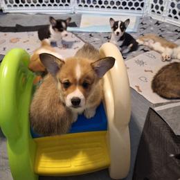Pembroke Welsh Corgi Puppies from Rhone River Farm Pembroke Welsh Corgis