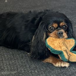 Gizmo - Cavalier King Charles Spaniel