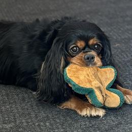 Gizmo - Cavalier King Charles Spaniel