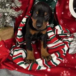 Israel - Black and rust male Doberman Pinscher puppy in Aredale, Iowa from Royal Dynasty Dobermann Kennel