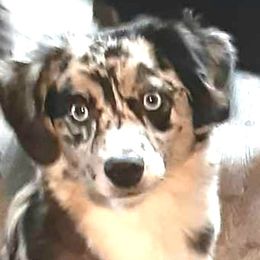 Blue merle female - Blue merle Toy Australian Shepherd puppy in Rochester, Minnesota from Aussies Done Wright