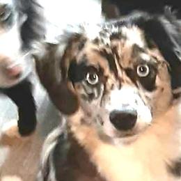 Blue merle female - Blue merle Toy Australian Shepherd puppy in Rochester, Minnesota from Aussies Done Wright