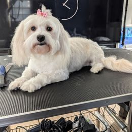 Sunshine - Havanese
