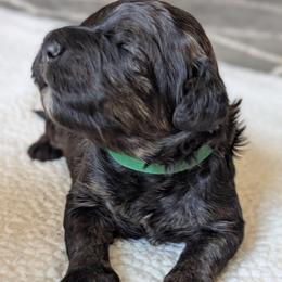Green - Sable male Bernedoodle puppy in Connecticut from Valley View Doodles
