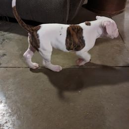 American Bulldog Puppies from Ugly Kluck Farm