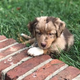 Miniature American Shepherd Puppies from Eagles Landing Miniature American Shepherds