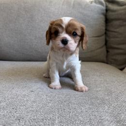 Sage - Blenheim female Cavalier King Charles Spaniel puppy in Fresno, California from CaliCavaliers