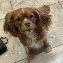 Copper - Cavalier King Charles Spaniel