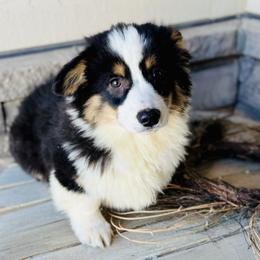 Biscuit-Blue collar tri boy - Black and tan male American Corgi puppy in Benjamin, Utah from Nuna’s  Corgis