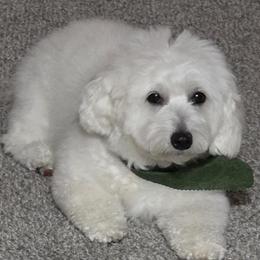 Maltipoo puppies from Missy's Little Garden