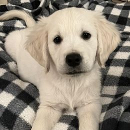 Golden Retrievers from Snowy Mountain Retrievers