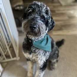 Emmy Lou - Goldendoodle