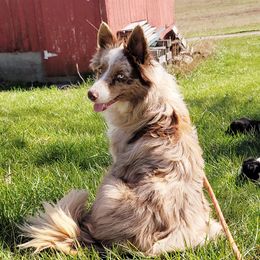 Riot - Border Collie