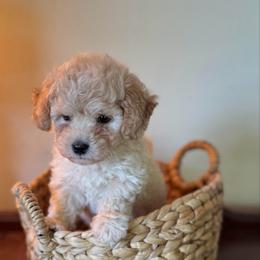 Check - Apricot male Maltipoo puppy in Wendell, North Carolina from Teddys Teddy Bears