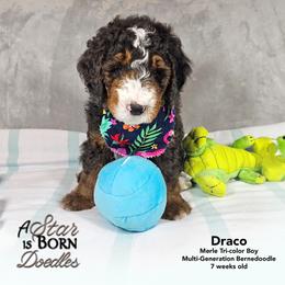 Draco - Gray Collar - Blue merle male Bernedoodle puppy in Jackson, Michigan from A Star is Born Doodles