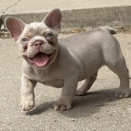 French Bulldog Puppies from Clay Acres Frenchies