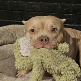 Winnie Bear - American Bully