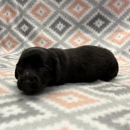 Girl 1 - Black female Dachshund puppy in Hoover, Alabama from Tide Town Doxies