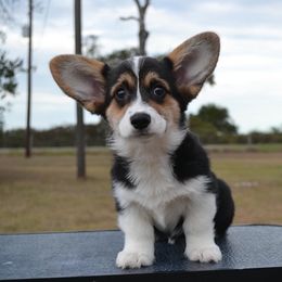 Muffin - Black and tan female Pembroke Welsh Corgi puppy in Edna, Texas from MG Corgis