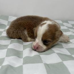 Fiona (sable bluie fluffy) - Sable female Pembroke Welsh Corgi puppy in Waco, Texas from The Comma Corgis