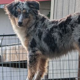 Miniature Australian Shepherds from Wrenfalls Paradise