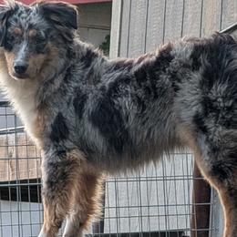 Miniature Australian Shepherds from Wrenfalls Paradise