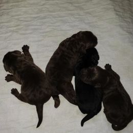 Labrador Retriever Puppies from Andover Meadow Farm