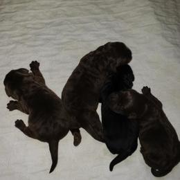 Labrador Retriever Puppies from Andover Meadow Farm