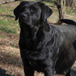 Zoey - Labrador Retriever