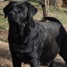 Zoey - Labrador Retriever