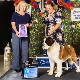 Nova - Saint Bernard