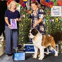 Nova - Saint Bernard