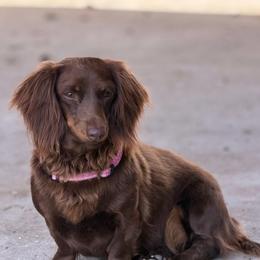 Bella - Dachshund