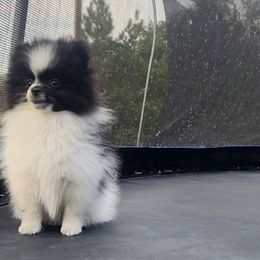 Domino - Black and tan male Pomeranian puppy in New Salem, North Dakota from Fancy Paws Pomeranians