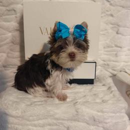VERY TINY VALENTINO 3250 - Chocolate, tan and white male Yorkshire Terrier puppy in Andrews, South Carolina from Sparkle of Glamour Yorkies