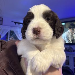 Green collar - White and liver male English Springer Spaniel puppy in Elma, Washington from McCartney Springer’s