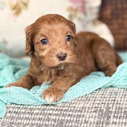 Sienna - Red female Australian Labradoodle puppy in Decatur, Alabama from Southern Meadows Doodles